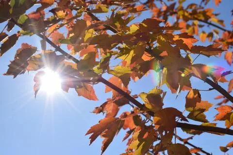 Fall Leaves Foto stock