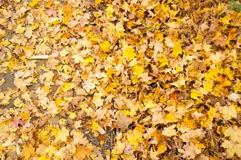 Fall leaves Фото