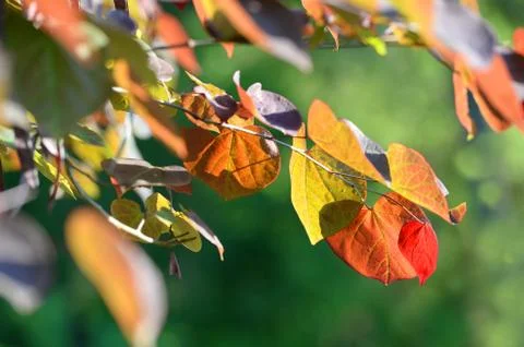 Fall Leaves Stock Photos
