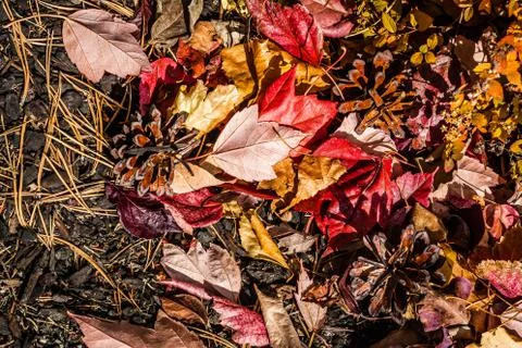 Fall leaves Stock Photos