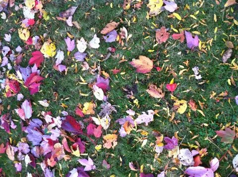 Fall Leaves Stock Photos