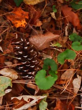 Fall leaves Stock Photos