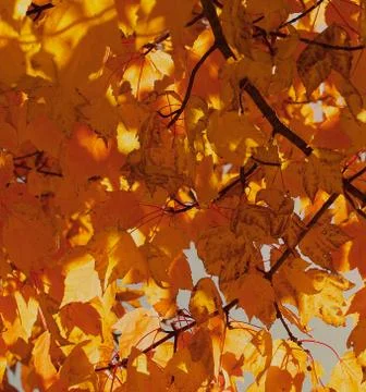 Fall Leaves Foto stock