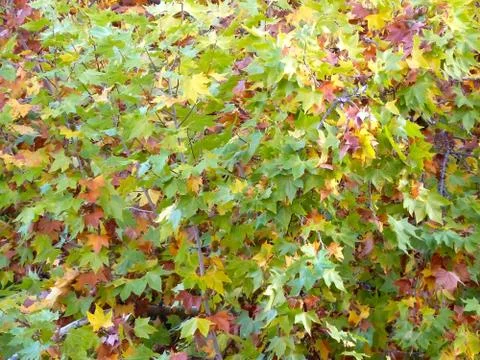 Fall leaves Stock Photos