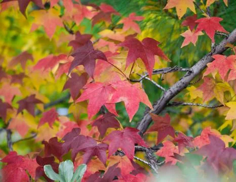Fall Leaves Stock Photos