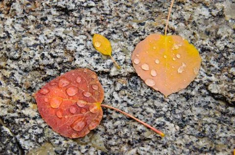 Fall Leaves Stock Photos