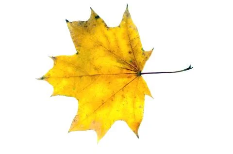 Fall Leaves Stock Photos