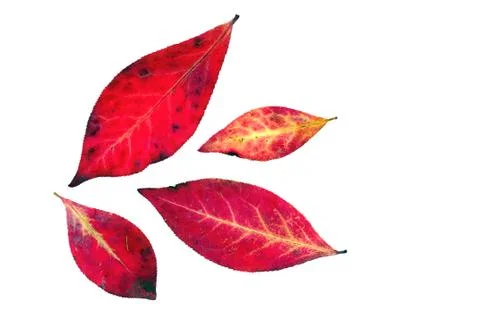 Fall Leaves Foto stock