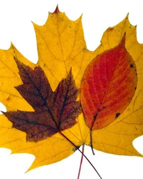 Fall Leaves Stock Photos