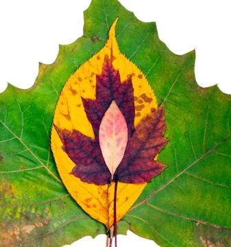 Fall Leaves Stock Photos