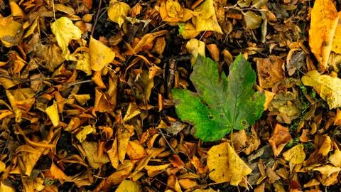 Fall Leaves Stock Photos