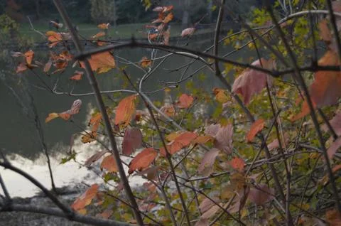 Fall Leaves Stock Photos