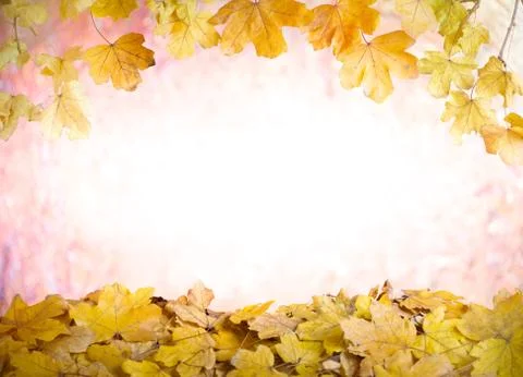 Fall leaves Stock Photos