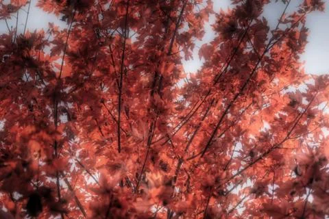 Fall Leaves 写真素材