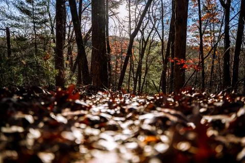 Fall leaves Stock Photos