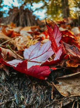 Fall Leaves Stock Photos