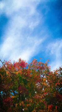 Fall Leaves 스톡 사진