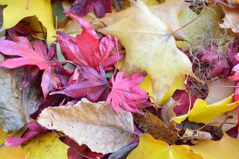 Fall Leaves Foto stock