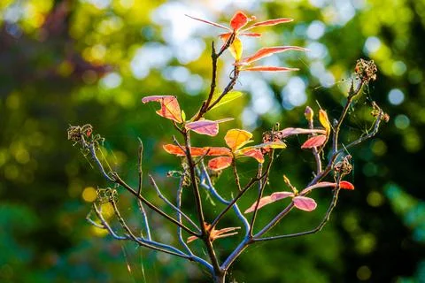 Fall leaves Stock-Fotos