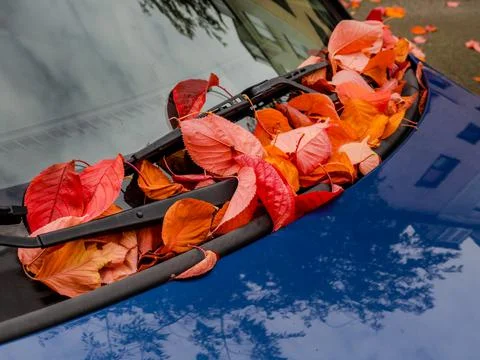 Fall leaves Stock-Fotos