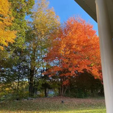 Fall Leaves Foto stock