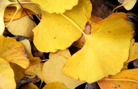 FALL LEAVES Stock Photos