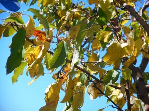 Fall Leaves Stock Photos