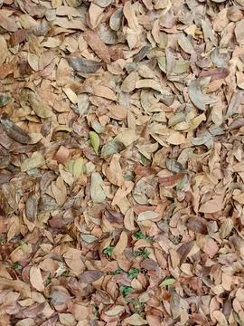 Fall leaves Stock Photos