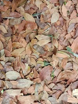 Fall leaves Stock Photos