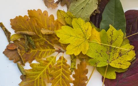 Fall leaves Stock Photos