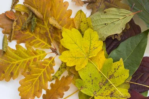 Fall leaves Stock Photos
