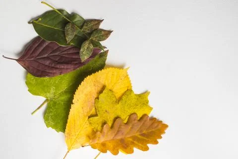 Fall leaves Stock Photos