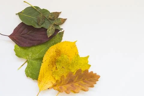 Fall leaves Stock Photos