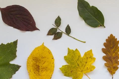 Fall leaves Stock Photos