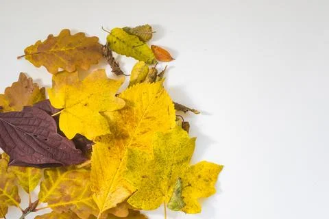 Fall leaves Stock Photos