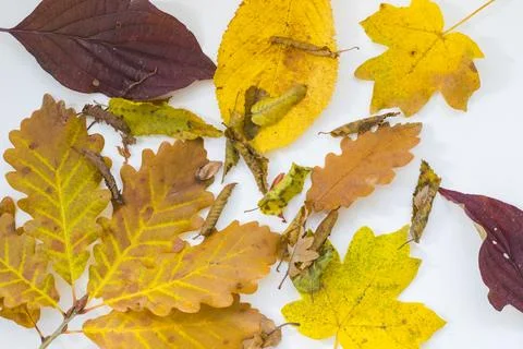 Fall leaves Foto stock