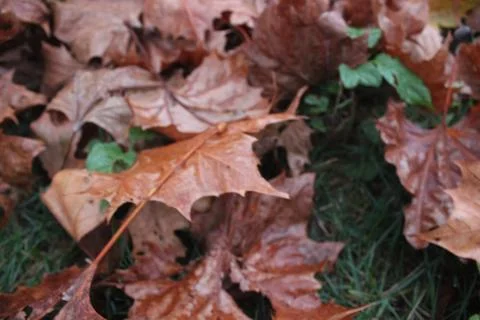 Fall Leaves Stock Photos