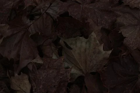 Fall Leaves Stock Photos