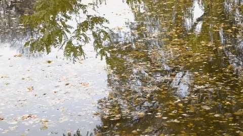 Fall Leaves In A Pnd With Reflections Of A Tree Stock Footage 116451433