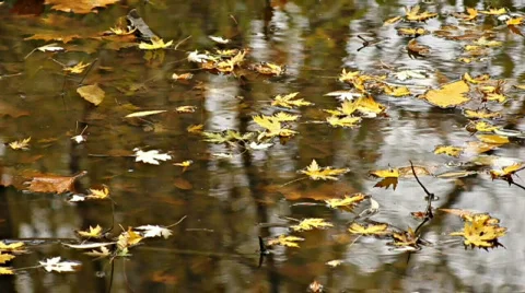Fall Leaves in a pool of water Video stock 540340