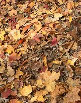 Fall Leaves Portrait 2 Stock Photos