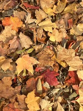 Fall Leaves Portrait Stock Photos