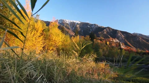 Fall leaves pull out Stock Footage 35947609