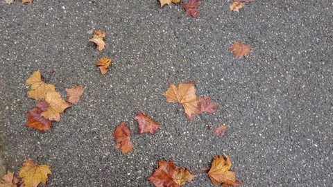 Fall leaves in the rain Stock Footage 163863761