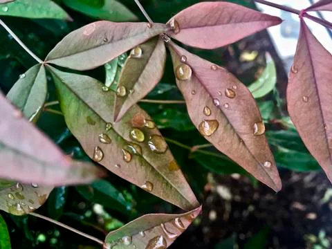 Fall leaves with raindrops Stock Photos