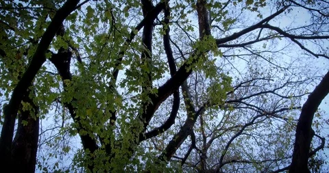 Fall leaves on a rainy day in old town Zagreb Video stock 99318155