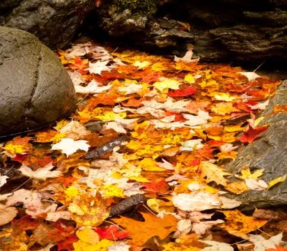 Fall leaves in river Stock Photos