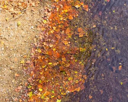 Fall leaves at river's edge Stock Photos