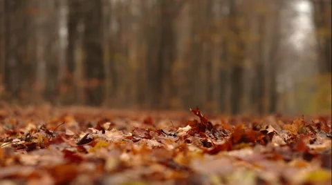 Fall leaves on a road Stock Footage 50438050