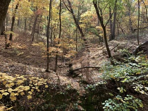 Fall leaves at Rock Bridge Devil's Icebox Foto stock